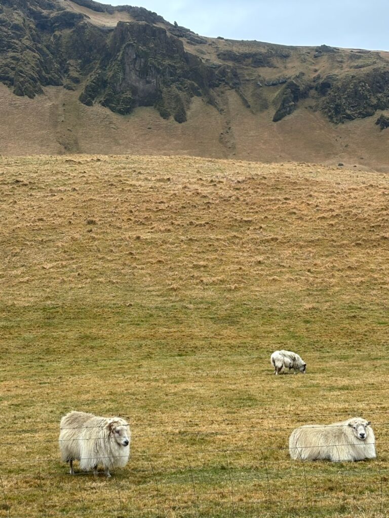 islandia-ovelhas-campo